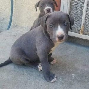 Meet your Posher, Gilberto